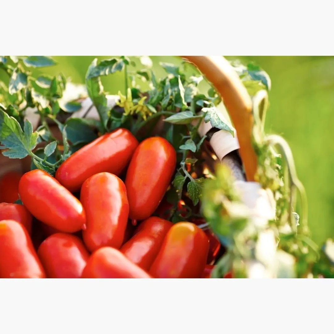 San Marzano Tomatoes DOP by Italianavera